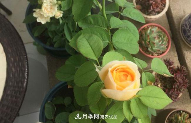 月季花的產(chǎn)地是哪里？南陽產(chǎn)的月季花好？(圖2)