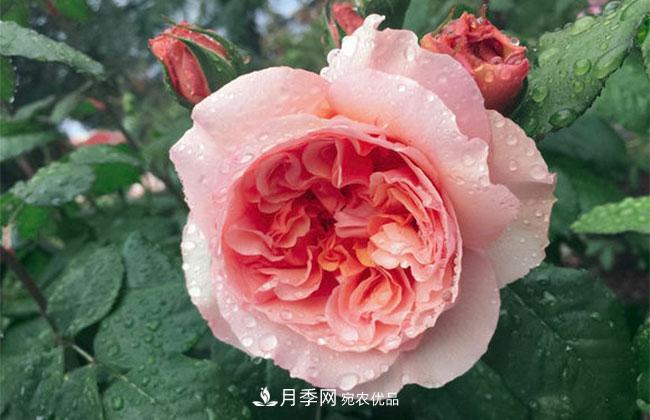 月季花的花語是什么？月季花的寓意和象征(圖1)