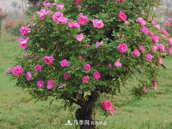 月季樹多少錢一株？南陽2020年月季樹價(jià)格(圖2)