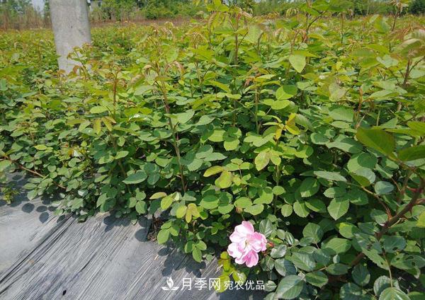 月季花幼苗怎樣栽培？月季苗種植方法(圖2)