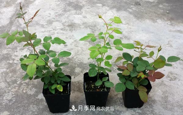 月季花幼苗怎樣栽培？月季苗種植方法(圖1)
