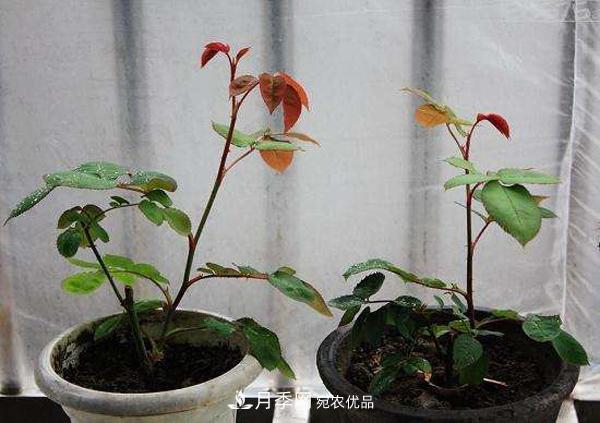月季花幼苗怎樣栽培？月季苗種植方法(圖3)