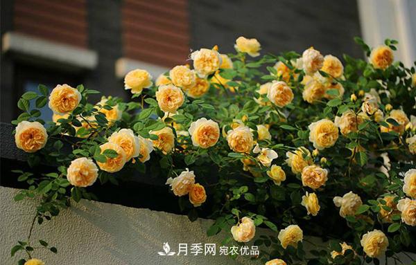 月季花幼苗怎樣栽培？月季苗種植方法(圖4)