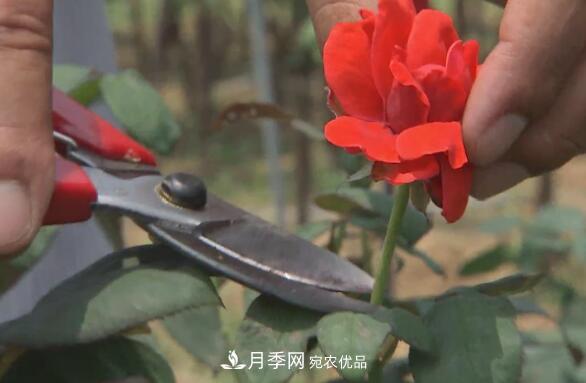 樹(shù)狀月季門(mén)道多，南陽(yáng)樹(shù)狀月季怎樣種植？月季冠幅小、偏冠是啥原因？(圖4)