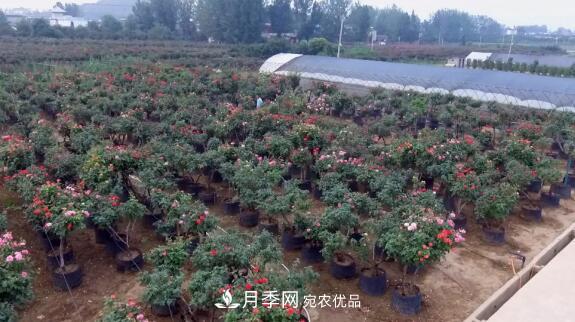 樹(shù)狀月季門(mén)道多，南陽(yáng)樹(shù)狀月季怎樣種植？月季冠幅小、偏冠是啥原因？(圖2)