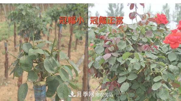 樹(shù)狀月季門(mén)道多，南陽(yáng)樹(shù)狀月季怎樣種植？月季冠幅小、偏冠是啥原因？(圖1)
