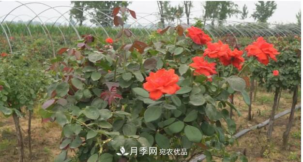 樹(shù)狀月季門(mén)道多，南陽(yáng)樹(shù)狀月季怎樣種植？月季冠幅小、偏冠是啥原因？(圖3)