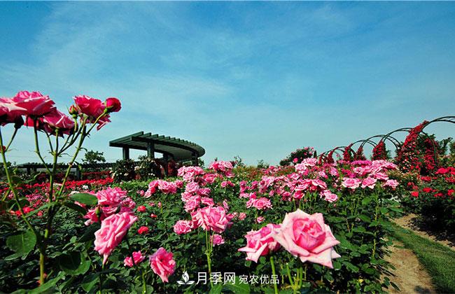 營(yíng)養(yǎng)缽月季多少錢一棵？營(yíng)養(yǎng)缽月季怎么緩苗？(圖4)