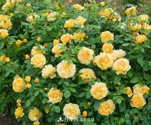 月季小白養(yǎng)花寶典！7條干貨知識(shí)，讓你家月季越養(yǎng)越驚艷(圖2)