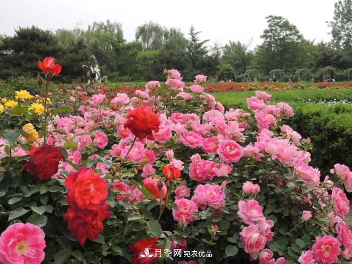 月季花這樣管理，一年開兩次花(圖2)