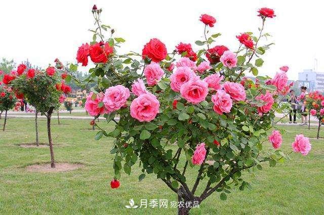 月季花這樣管理，一年開兩次花(圖3)