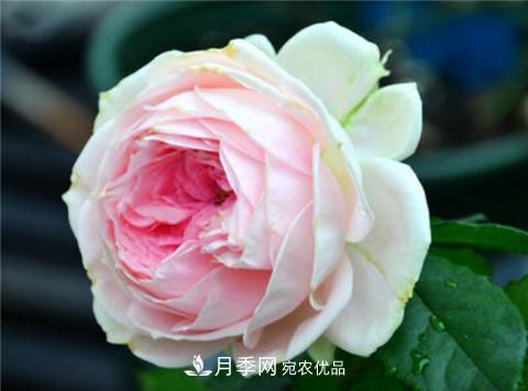 這6種月季花，四季開花不斷，又大又美，值得入手(圖7)