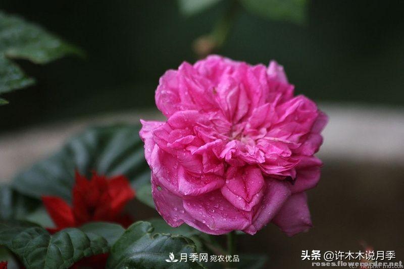 25個(gè)豐花濃香的波旁月季。擁有中國血統(tǒng)，不僅抗病還能做花墻(圖5)