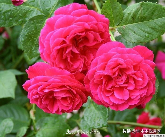 25個(gè)豐花濃香的波旁月季。擁有中國血統(tǒng)，不僅抗病還能做花墻(圖9)