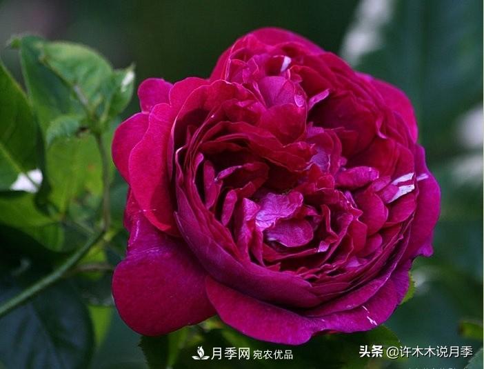 25個(gè)豐花濃香的波旁月季。擁有中國血統(tǒng)，不僅抗病還能做花墻(圖11)