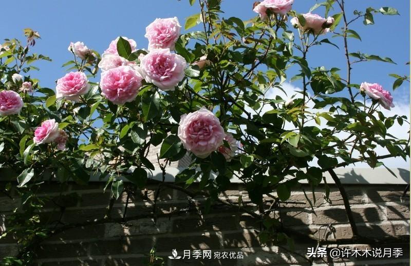 25個(gè)豐花濃香的波旁月季。擁有中國血統(tǒng)，不僅抗病還能做花墻(圖34)