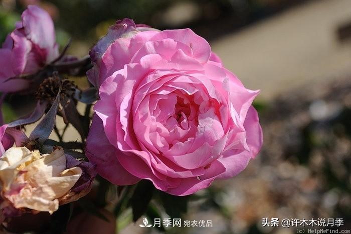 25個(gè)豐花濃香的波旁月季。擁有中國血統(tǒng)，不僅抗病還能做花墻(圖37)