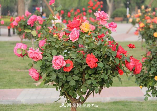山東樹狀月季想要養(yǎng)殖好以下5點是關(guān)鍵(圖2)