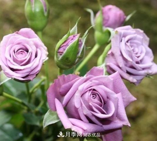 月季花盆土板結(jié)怎么辦？一招輕松解決！(圖1)