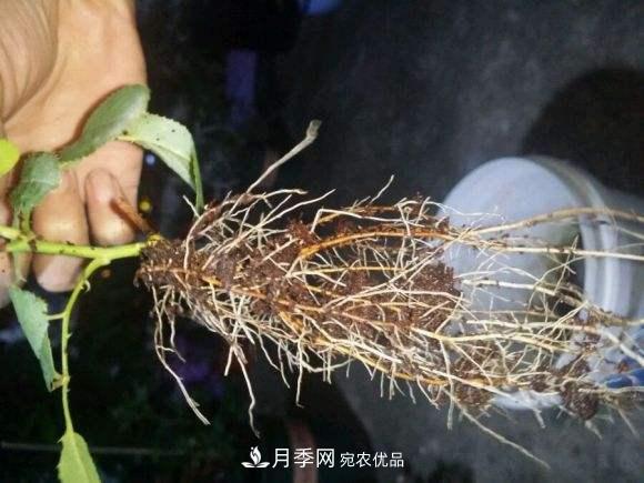 月季返老還童正當時，養(yǎng)護行動起來，爆花指日可待(圖3)
