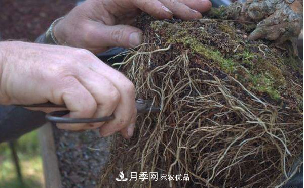 月季返老還童正當時，養(yǎng)護行動起來，爆花指日可待(圖5)