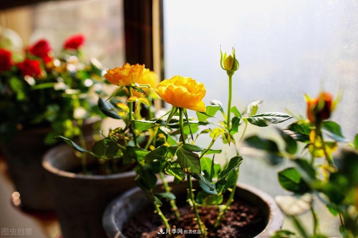 月季返老還童正當時，養(yǎng)護行動起來，爆花指日可待(圖8)