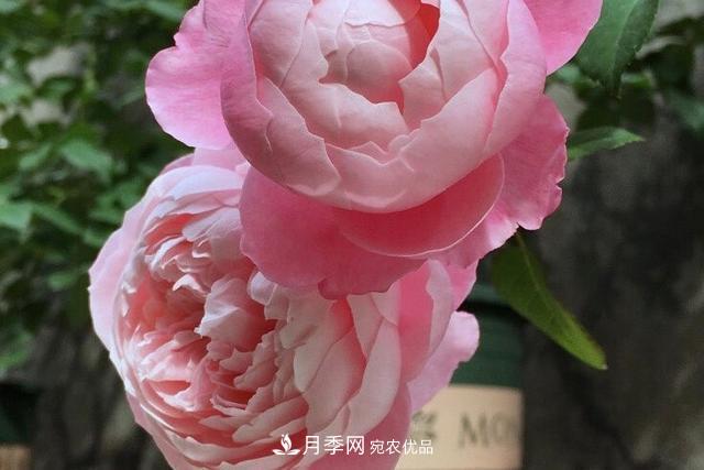 推薦這6款月季，顏值都巨高，喜歡月季的千萬不要錯過(圖4)