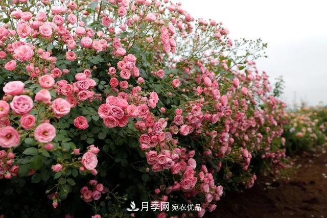 推薦這6款月季，顏值都巨高，喜歡月季的千萬不要錯過(圖5)