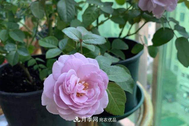 推薦這6款月季，顏值都巨高，喜歡月季的千萬不要錯過(圖1)