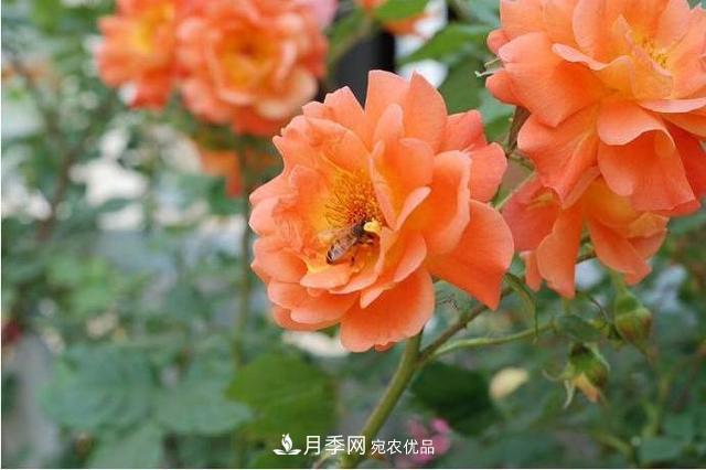 推薦這6款月季，顏值都巨高，喜歡月季的千萬不要錯過(圖2)