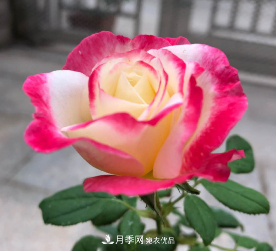 10款濃香月季，開花比香水還好聞，從春一直開到秋！(圖1)