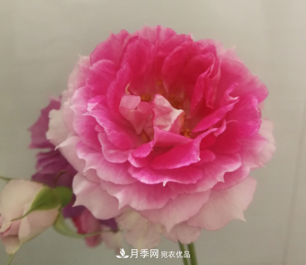 10款濃香月季，開花比香水還好聞，從春一直開到秋！(圖2)