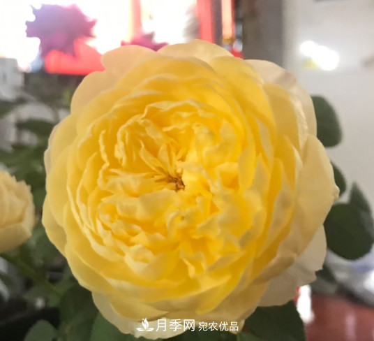 10款濃香月季，開花比香水還好聞，從春一直開到秋！(圖3)