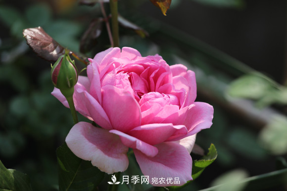 10款濃香月季，開花比香水還好聞，從春一直開到秋！(圖4)
