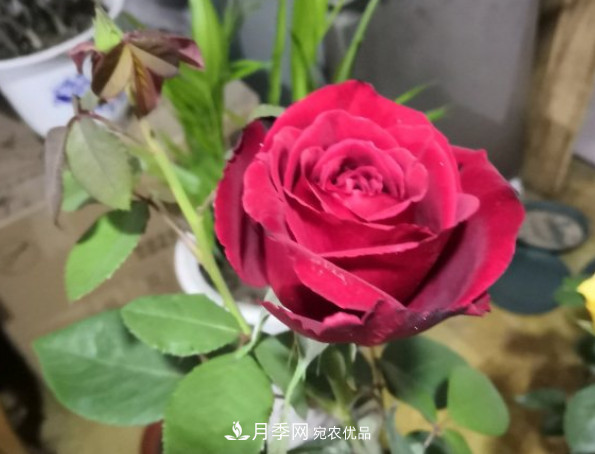 10款濃香月季，開花比香水還好聞，從春一直開到秋！(圖6)