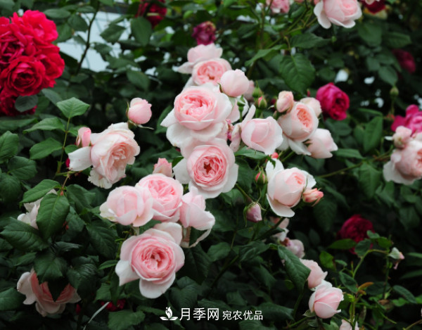 10款濃香月季，開花比香水還好聞，從春一直開到秋！(圖7)
