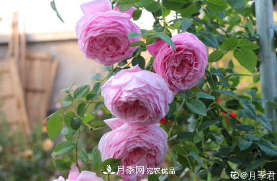 10款濃香月季，開花比香水還好聞，從春一直開到秋！(圖8)