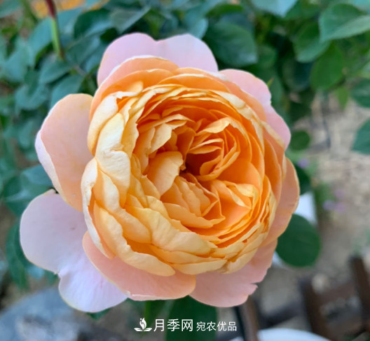 10款濃香月季，開花比香水還好聞，從春一直開到秋！(圖10)