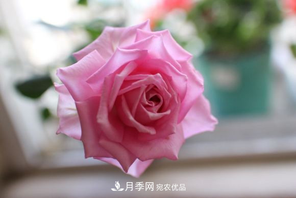 10款濃香月季，開花比香水還好聞，從春一直開到秋！(圖11)