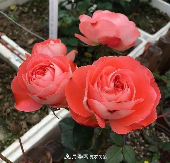 陽臺小怎么辦？推薦8種微型荷蘭陽臺月季，好看又好養(yǎng)！(圖2)