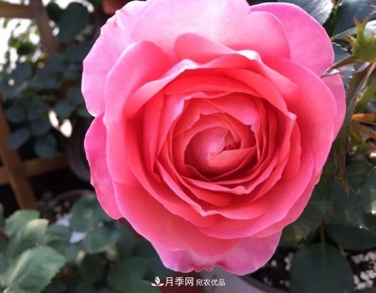 陽臺小怎么辦？推薦8種微型荷蘭陽臺月季，好看又好養(yǎng)！(圖1)