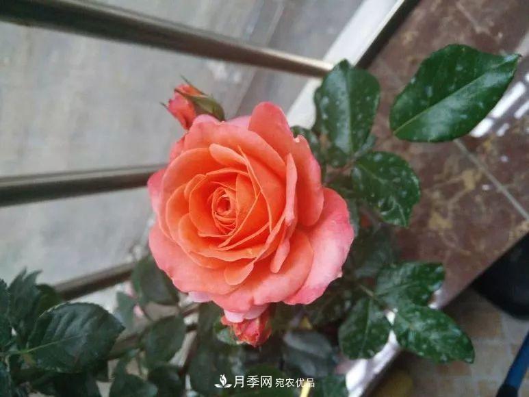 陽臺小怎么辦？推薦8種微型荷蘭陽臺月季，好看又好養(yǎng)！(圖5)