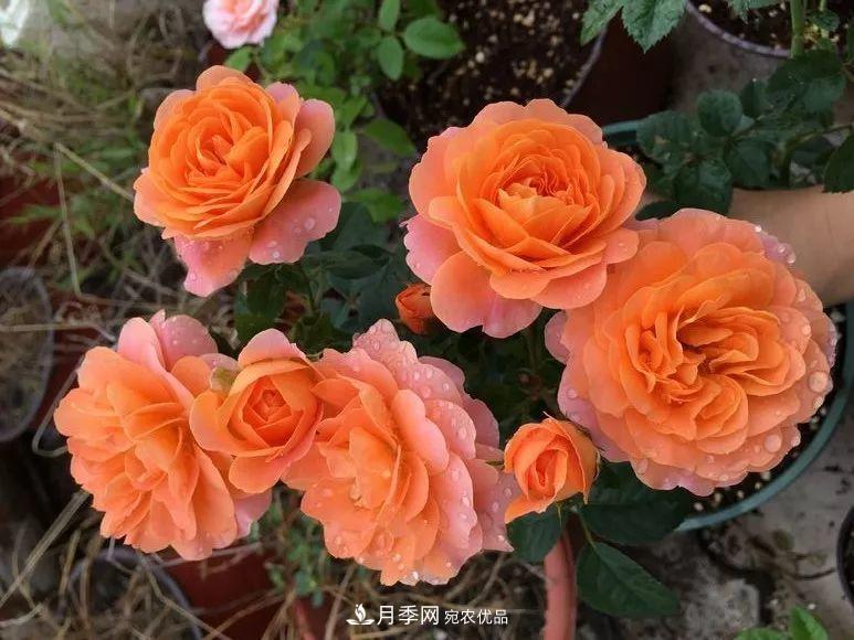 陽臺小怎么辦？推薦8種微型荷蘭陽臺月季，好看又好養(yǎng)！(圖6)