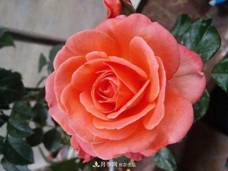陽臺小怎么辦？推薦8種微型荷蘭陽臺月季，好看又好養(yǎng)！(圖4)