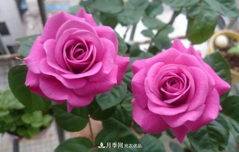 陽臺小怎么辦？推薦8種微型荷蘭陽臺月季，好看又好養(yǎng)！(圖10)