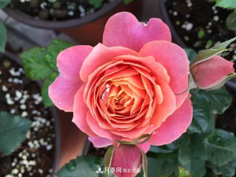 陽臺小怎么辦？推薦8種微型荷蘭陽臺月季，好看又好養(yǎng)！(圖9)