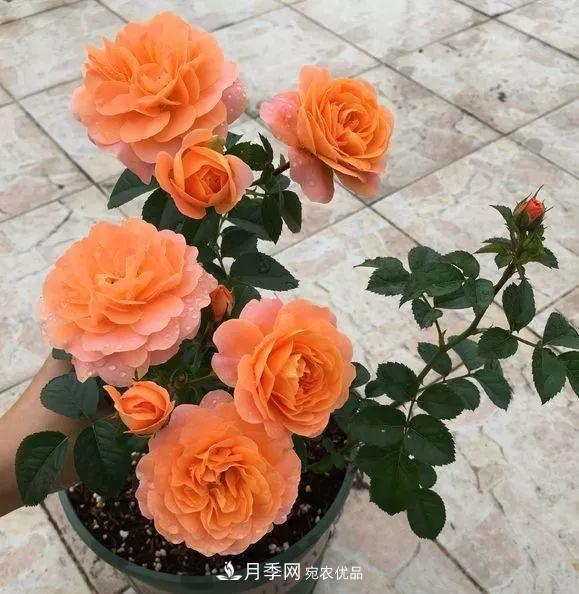 陽臺小怎么辦？推薦8種微型荷蘭陽臺月季，好看又好養(yǎng)！(圖7)