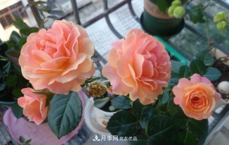 陽臺小怎么辦？推薦8種微型荷蘭陽臺月季，好看又好養(yǎng)！(圖8)