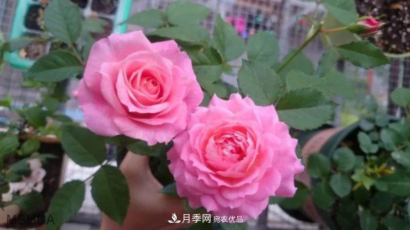 陽臺小怎么辦？推薦8種微型荷蘭陽臺月季，好看又好養(yǎng)！(圖14)