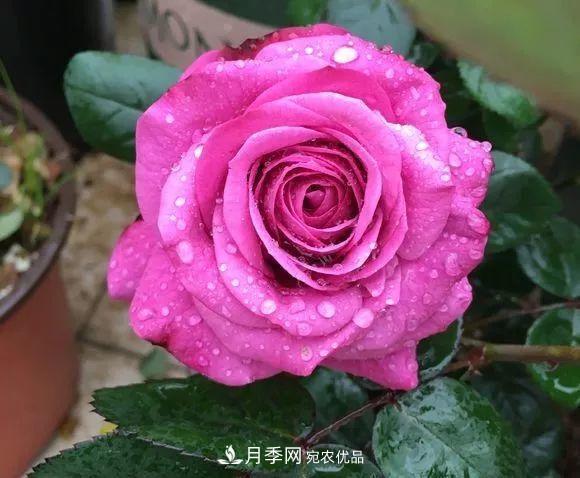 陽臺小怎么辦？推薦8種微型荷蘭陽臺月季，好看又好養(yǎng)！(圖11)